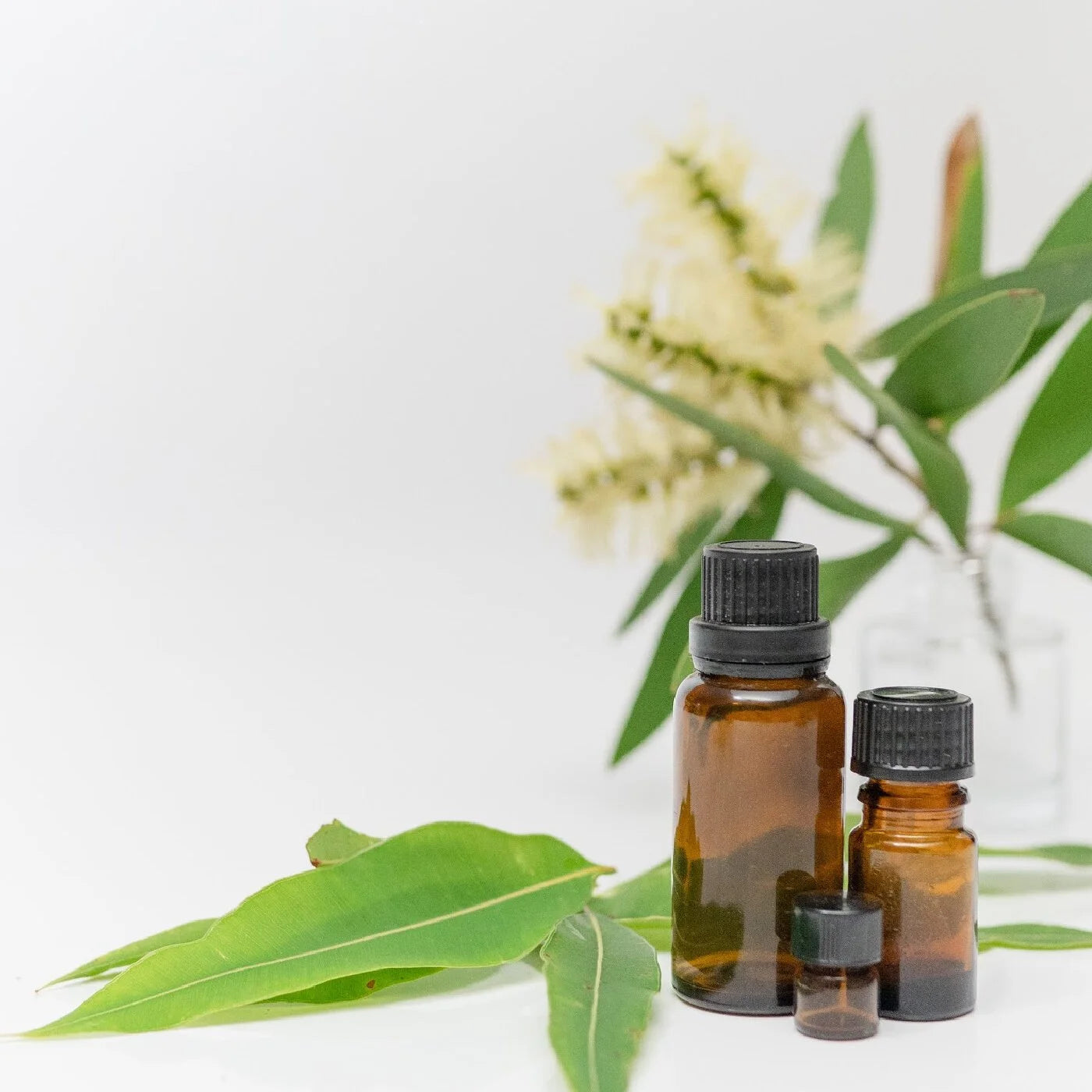 A glass bottle of wildcrafted eucalyptus essential oil