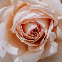 A pink rose