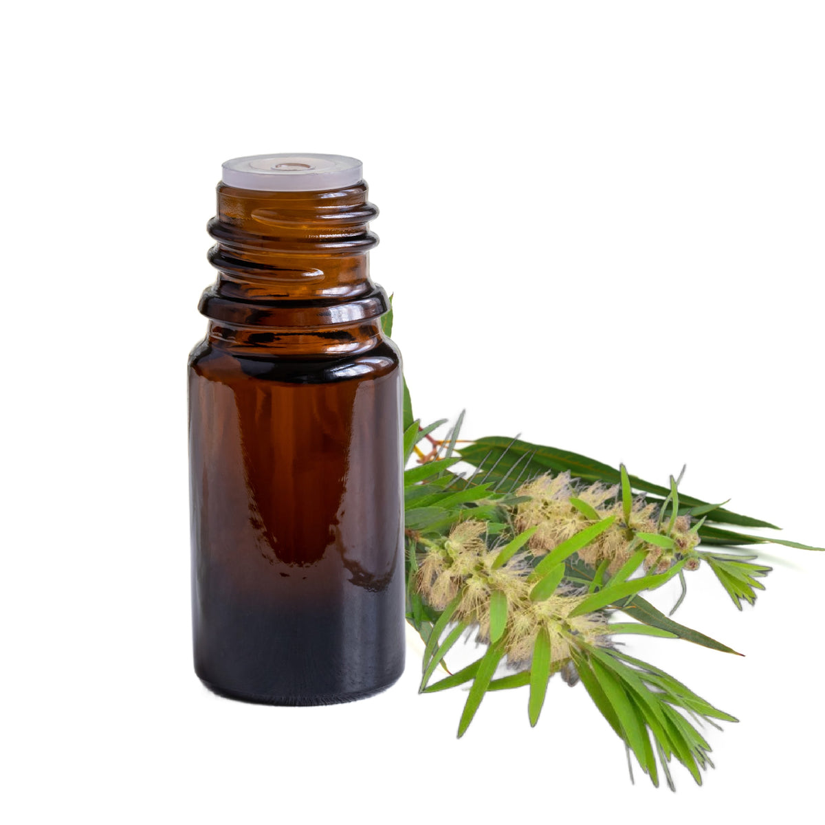 Australian Cajeput Essential Oil, Organic
